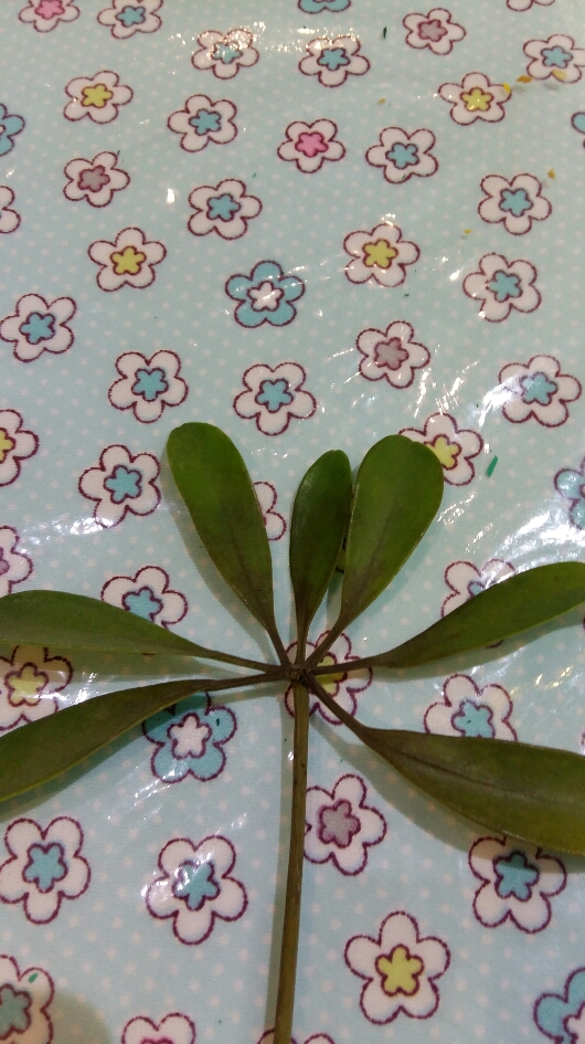 تصویر پرسش و پاسخ گیاه